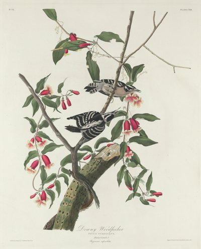 Downy Woodpecker by John James Audubon